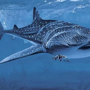 Whale shark swimming underwater (Rhincodon Typus)