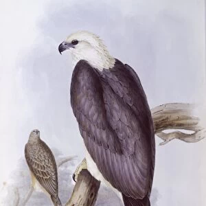 White-bellied fish-eagle (Haliaeetus leucogaster), Engraving by John Gould