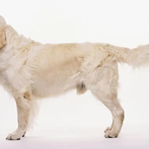 White dog viewed from the side with its tail raised
