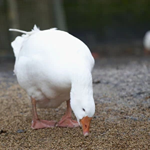 White Embden goose feeding off ground