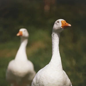 Two white geese, front view