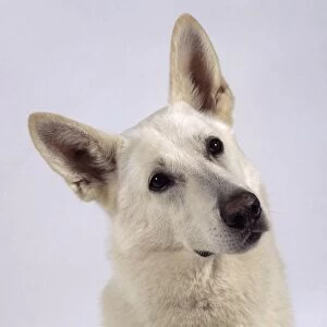 White German Shepherd dog cocking its head to the side