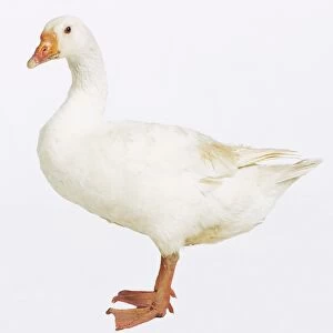 White goose (Anseriformes) standing, side view