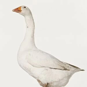 White goose standing in profile, head slightly raised