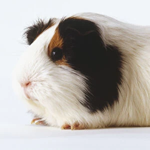 White Guinea Pig With Black Ears And Light Brown Markings Around The Eyes
