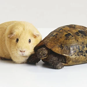 White Guinea Pig (Cavia porcellus) standing next to Hermanns Tortoise (Testudo hermanni), side view