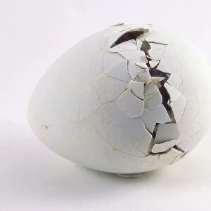 White penguin egg with medium crack