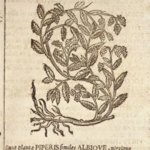 White pepper from black pepper plant (Piper nigrum), engraving by Castore Durante, 1585
