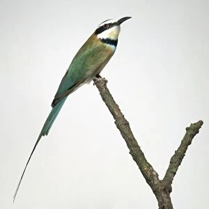 White-Throated Bee-Eater (Merops albicollis) perched on a branch