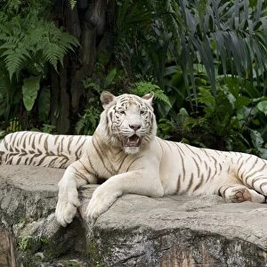 White Tigers (Panthera tigris) at Singapore Zoo