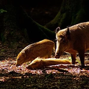 Wild Boars. Sus Scrofa. Europe. Germany. Bayerischer Wald National Park