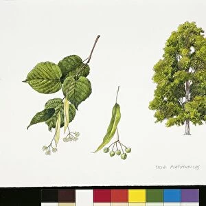 Wild Cherry (Prunus avium), plant with leaves and flowers, illustration