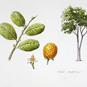 Wild custard apple (Annona chrysophylla), plant with flowers, leaves and syncarpous fruits, illustration