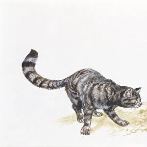 Two Wildcats (Felis silvestris), illustration