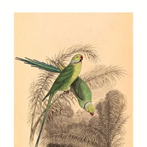 William Home Lizars After William Swainson (scottish, 1788 1859 ), Red Ringed Parrakeet, Colored Lithograph