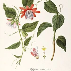 Winged-stem Passion Flower (Passiflora alata), Passifloraceae, Climbing shrub, native to Peru, watercolor, 1837
