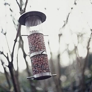 Wire bird feeder containing nuts