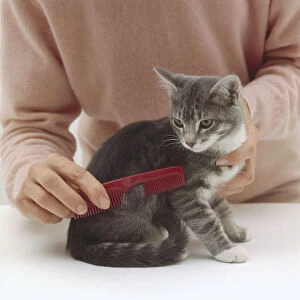 Woman combing grey tabbing kitten with red plastic comb, close-up
