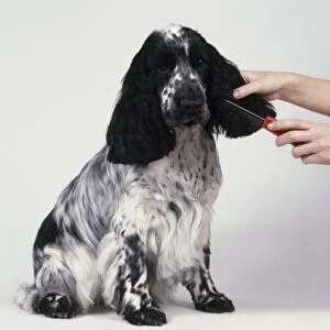 Woman using comb on ears of Black and white English Cocker Spaniel