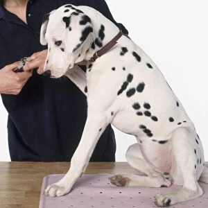 Women clipping Dalmatians nails, close-up, side view
