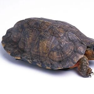 Wood turtle (Clemmys insculpta), close-up