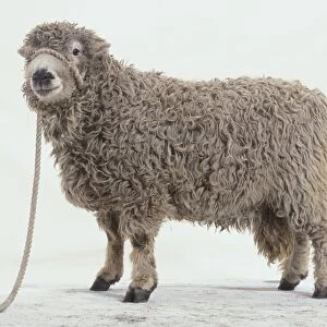 Woolly sheep on a rope lead, close-up