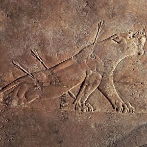 Wounded lioness, relief from Ashurbanipal Palace at Nineveh, circa 645 B. C