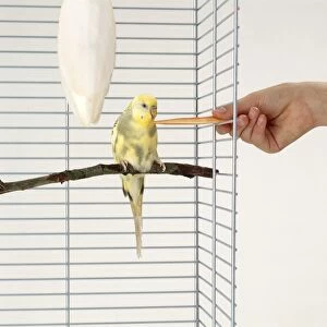 Yellow budgie being hand-fed through metal bars of cage, cuttlefish bone hanging nearby