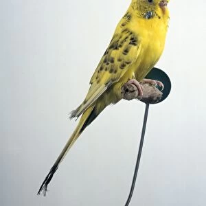 Yellow budgie sitting on a perch, side view