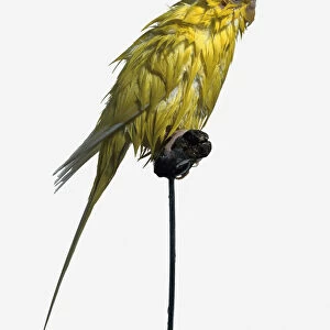 Yellow budgie with wet feathers, sitting on a perch, side view