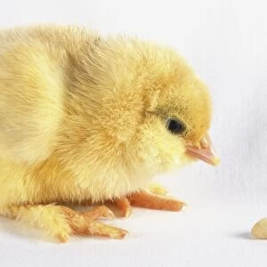 A yellow chick (Gallus gallus) covered in soft down looking at some grains of corn, side view