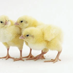 Three yellow chicks (Gallus gallus), huddled together