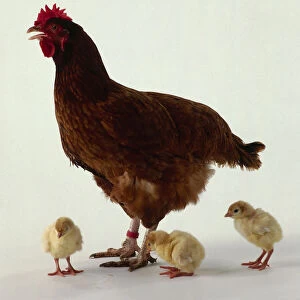 Three yellow chicks stand near brown hen with red beak