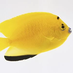 A yellow coloured tropical fish with black markings in bottom fin
