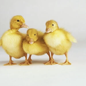 Three yellow ducklings (Anatidae) standing close together, front view