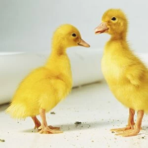 Two yellow Ducklings (Anseriformes) standing facing one another