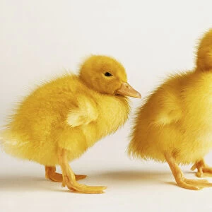 Two yellow ducklings, side view