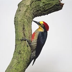 Yellow-fronted Woodpecker (Melanerpes flavifrons) perching on branch, side view