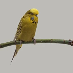 Yellow male budgie on perch