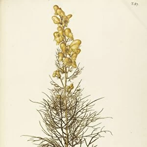 Yellow Monkshood, or Healing Wolfsbane (Aconitum anthora) Ranunculaceae by Giovanni Antonio Bottione, watercolor, 1770-1781