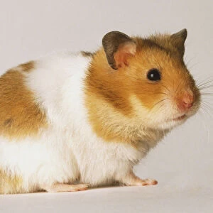 Yellow and white Hamster, cricetus cricetus, side view