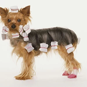 A Yorkshire Terrier with curlers in its hair, side view