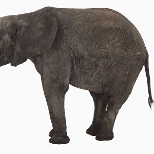 Young African Elephant (Loxodonta africana) standing, side view