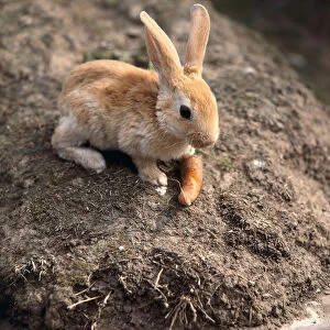 Young brown rabbit sitting next to carrot