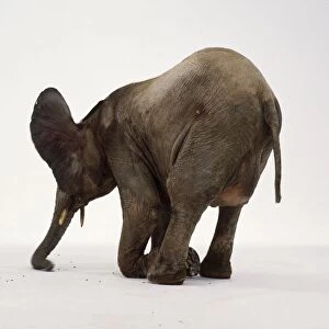 Young elephant kneeling
