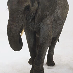 Young Elephant walking, front view
