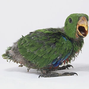 Young green Eclectus Parrot with its beak open, side view