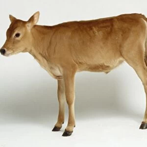 Young Jersey calf, tan coloured fur, standing, side view