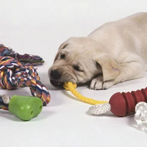 Young Labrador puppy (Canis familiaris) lying on the floor and chewing on a piece of yellow rope, dog bones and playthings scattered around it