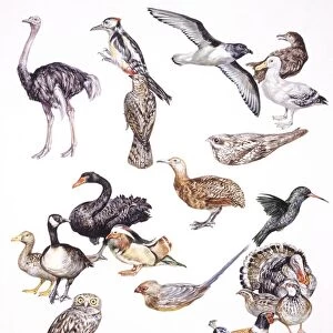 Zoology: Birds, Examples of different orders, illustration